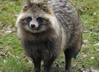 Animals That Start With R - Racoon Dog