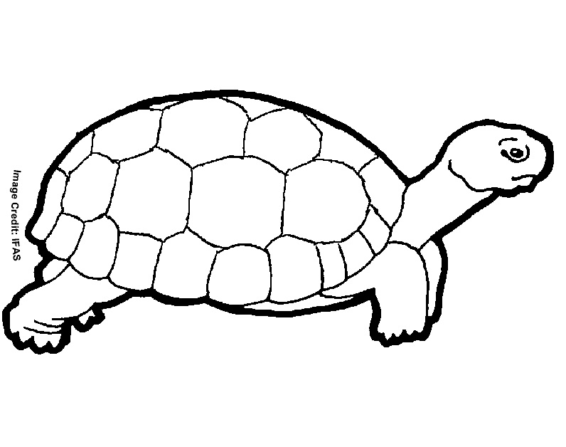 Animal Turtle Coloring Pages title=