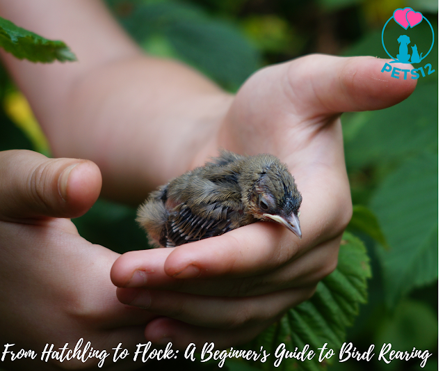 From Hatchling to Flock: A Beginner's Guide to Bird Rearing