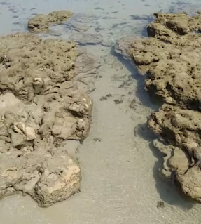 Batu karang perairan dangkal pantai siging