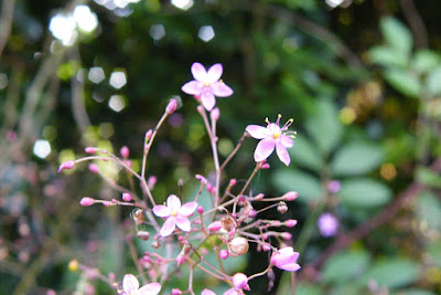 flores silvestres