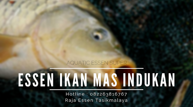 https://rajaessentsm.blogspot.com/2019/10/essen-ikan-mas-indukan-paling-mantap.html