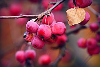 Berries juice