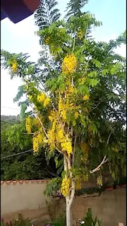 Cascada de oro