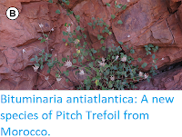 https://sciencythoughts.blogspot.com/2017/12/bituminaria-antiatlantica-new-species.html