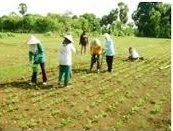 pengolahan tanah sawah, pengolahan tanah pertanian, pengolahan tanah liat, pengolahan tanah yang baik, pengolahan tanah sembarangan berakibat, pengolahan tanah jagung, pengolahan tanah di kalimantan, pengolahan tanah atau lahan, pengolahan tanah agar subur, pengolahan air tanah, 