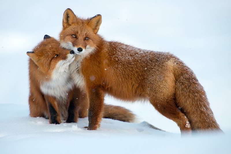 Arctic-fox-07