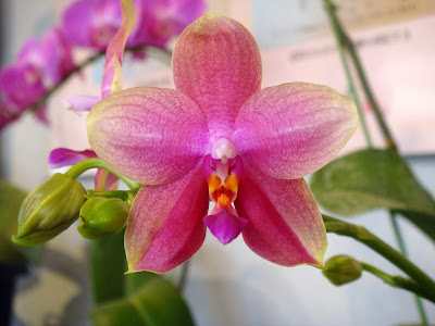 Phalaenopsis Sweet Memory orchid hybrid care and culture