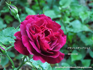 薔薇 フランシスデュブリュイ