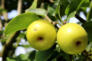 Pyrus elaeagnifolia