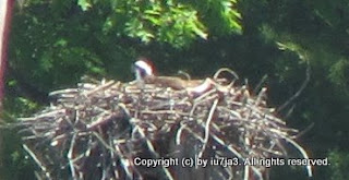 Osprey