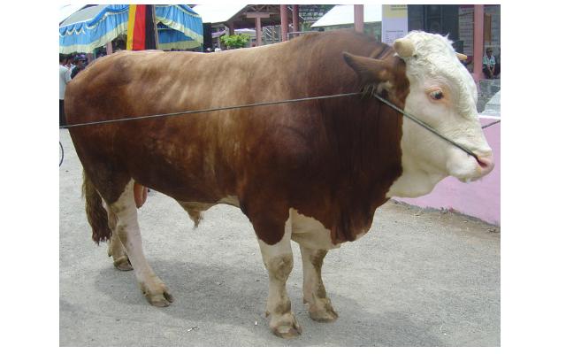 pakan ternak kambing alternatif