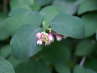 Symphorine blanche (Symphoricarpos albus)