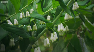 Solomon's Seal