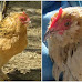 20-year-old Michigan Hen Verified As World's Oldest Living Chicken