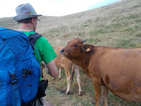 vache au regard fixe