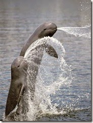 Irrawaddy-dolphins-2