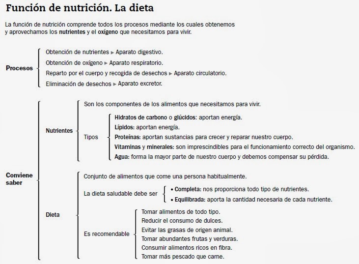 Resultado de imagen de 2Âº CICLO FUNCION DE NUTRICION SANTILLANA ESQUEMA CONOCIMIENTO