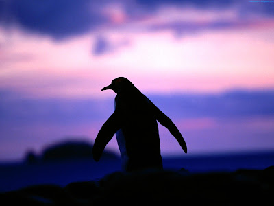 Penguins Standard Resolution Wallpaper 4