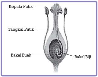 atha anak cerdas Perkembangan Generatif pada Tumbuhan