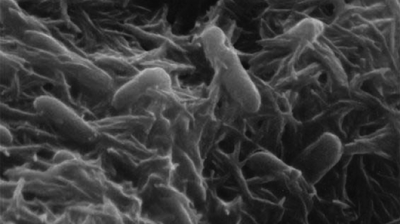 Development of bio-batteries from bacterial cells