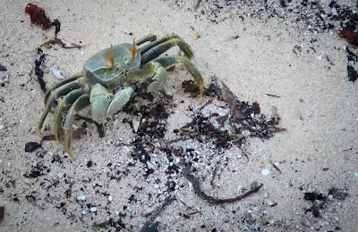 Geisterkrabbe auf La Digue, Seychellen