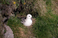 Northern Fulmar on nest – Shetland, Scotland – June 2013 – photo by rodtuk