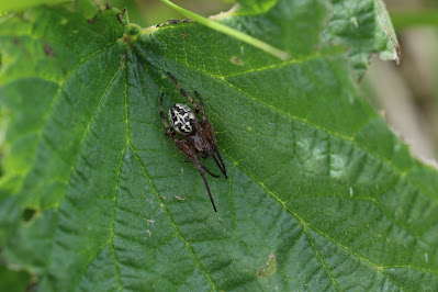 Rietkruisspin - - Larinioides cornutus