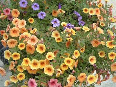 [Photo: Calibrachoa.]