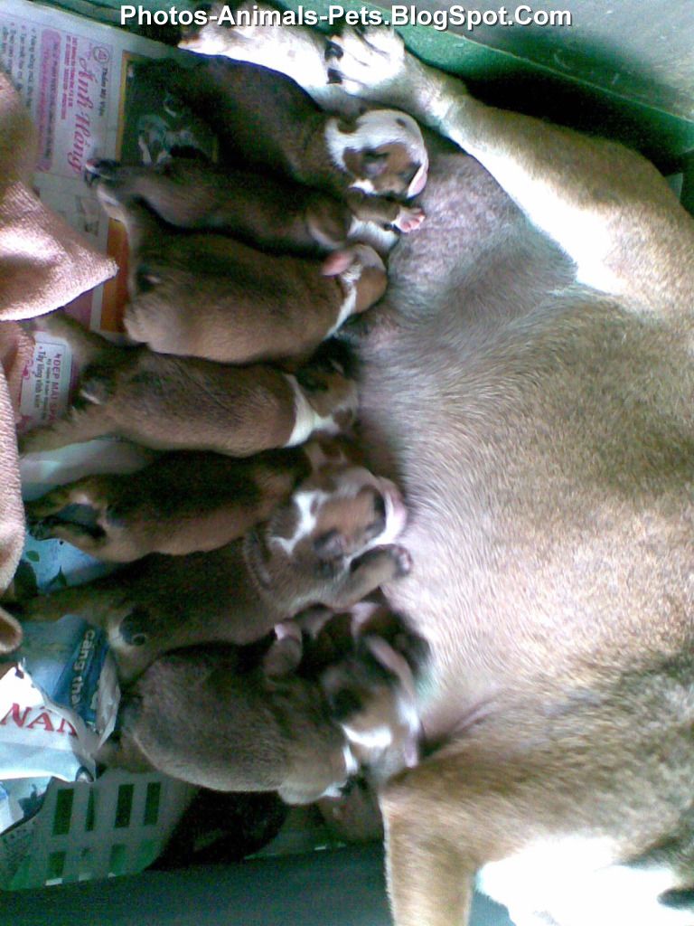 Baby bulldog puppies