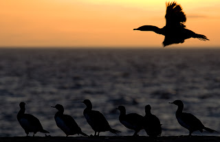 Puerto Pirámides y la fauna de Península Valdés