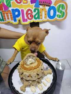 Adorable perrito no podría estar más feliz con su fiesta de cumpleaños