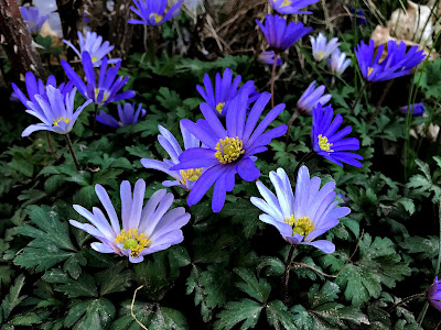 May 1, 2018 Walking around the house and finding spring flowers