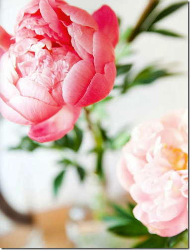 peony via prettystuff.tumblr