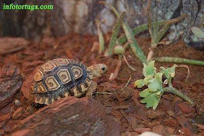 Cría de Stigmochelys pardalis babcocki en su terrario