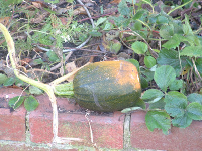 A partially orange pumpkin, ripening on a brick wall