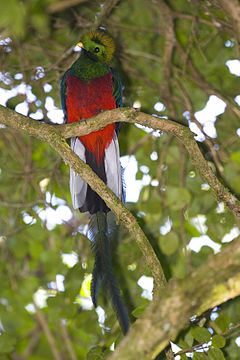 Quetzal