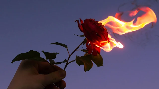 Hand Holding Burning Rose Wallpaper