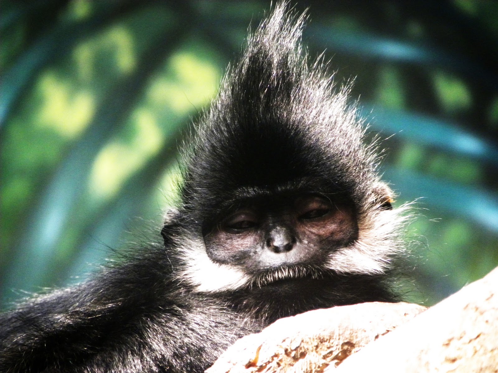 Zoo Tails: Picture of the Week: Monkey Hair