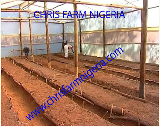  Greenhouse | Organic farm business| Business Plans |Profitable Agro Project