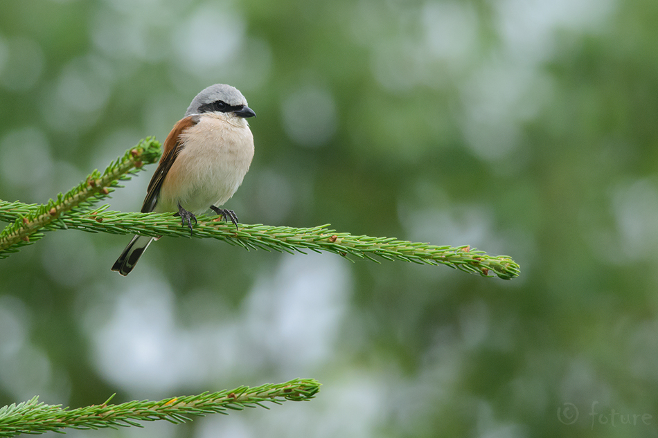 Punaselg-õgija, Lanius collurio, Red-backed Shrike