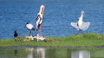 Preening (painted stork) & Sunning (grey heron)