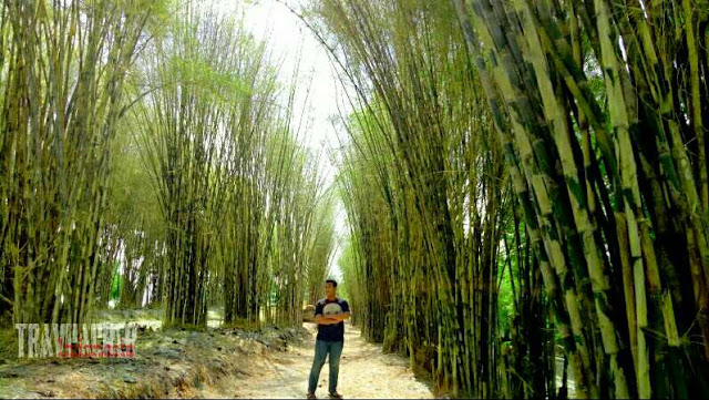 Hutan bambu surabaya, lokais spot foto hits dan instagrambake