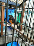 Foto Gambar Burung Murai Medan