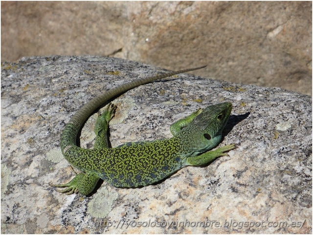 Lagarto rascafriense