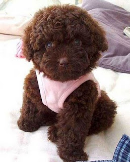 fluffy teddy bear cute puppy dog