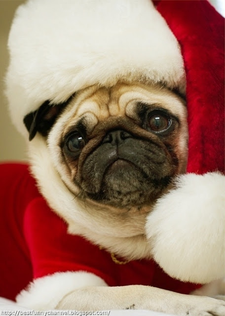 Funny pug Santa.