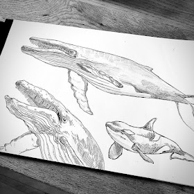 04-Whale-and-an-orca-whale-Animal-Drawings-Eve-Berthelette-www-designstack-co