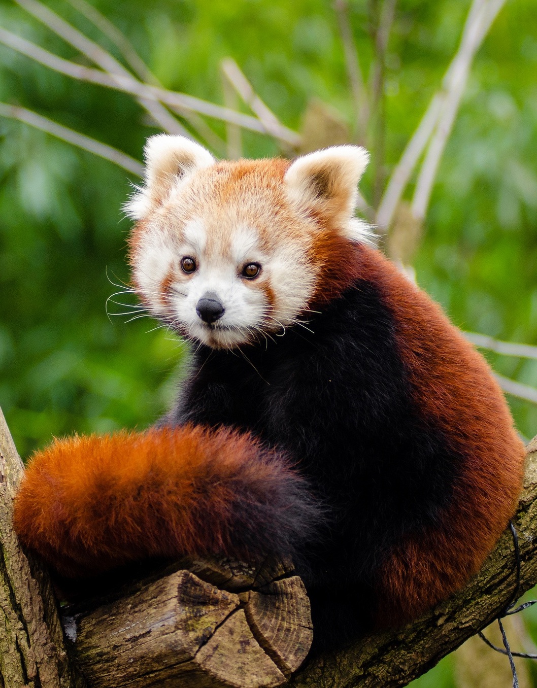 An image of a red panda.