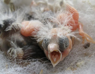 baby zebra finch